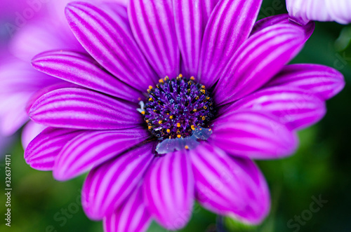 Purple flowers blurred with blurred patterned background