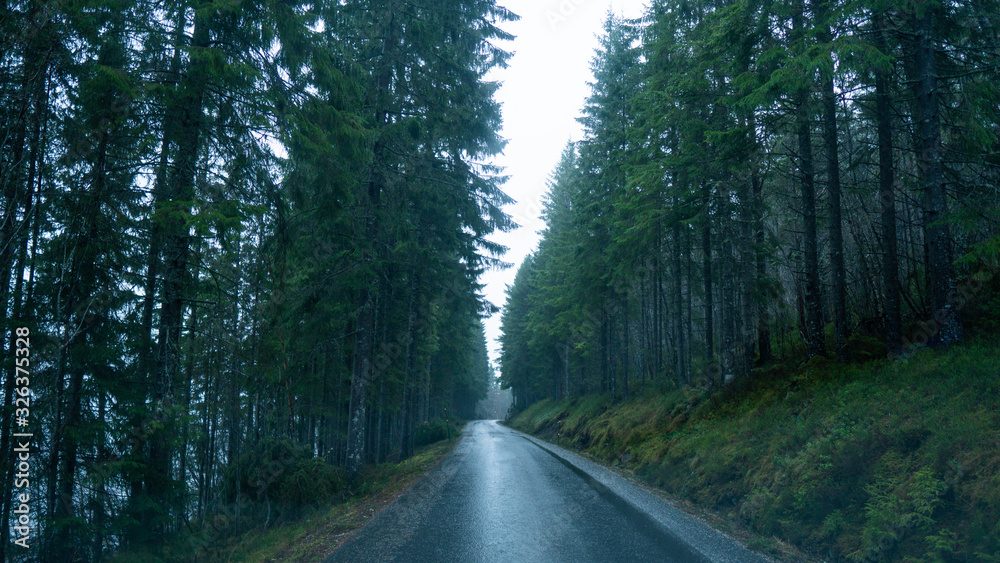 Obraz premium road going trough cold and green pine forest