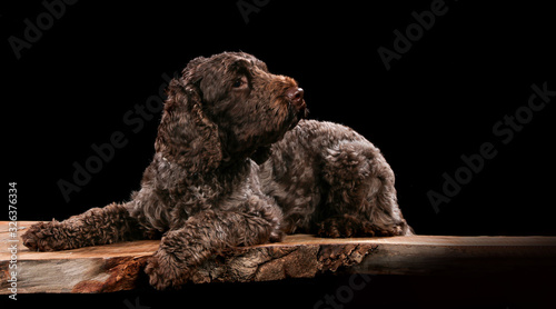 Lagotto on a wooden plank before a black background