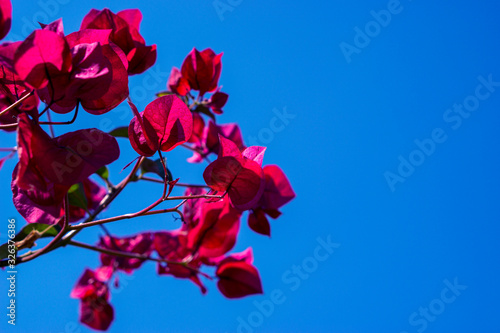  Red flowers on a background of blue sky.