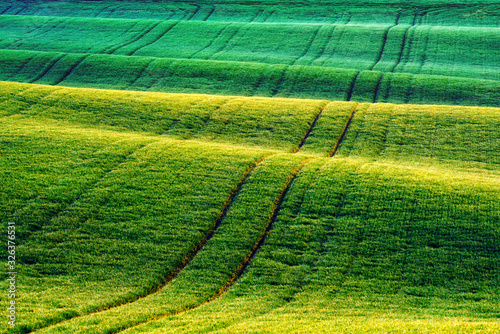 Green wheat rows and waves of the agricultural fields of South Moravia  Czech Republic. Can be used like nature background or texture