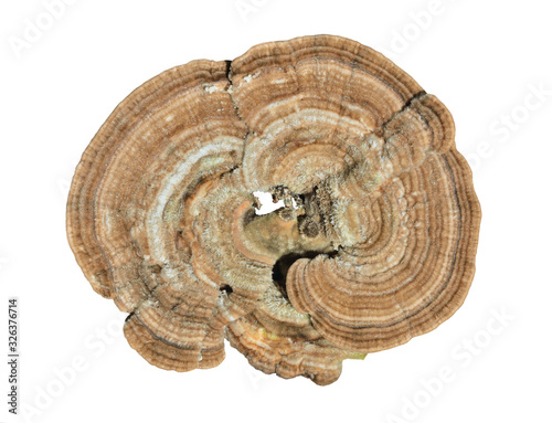 Mushrooms tinder (Stereum ostrea) 7 photo