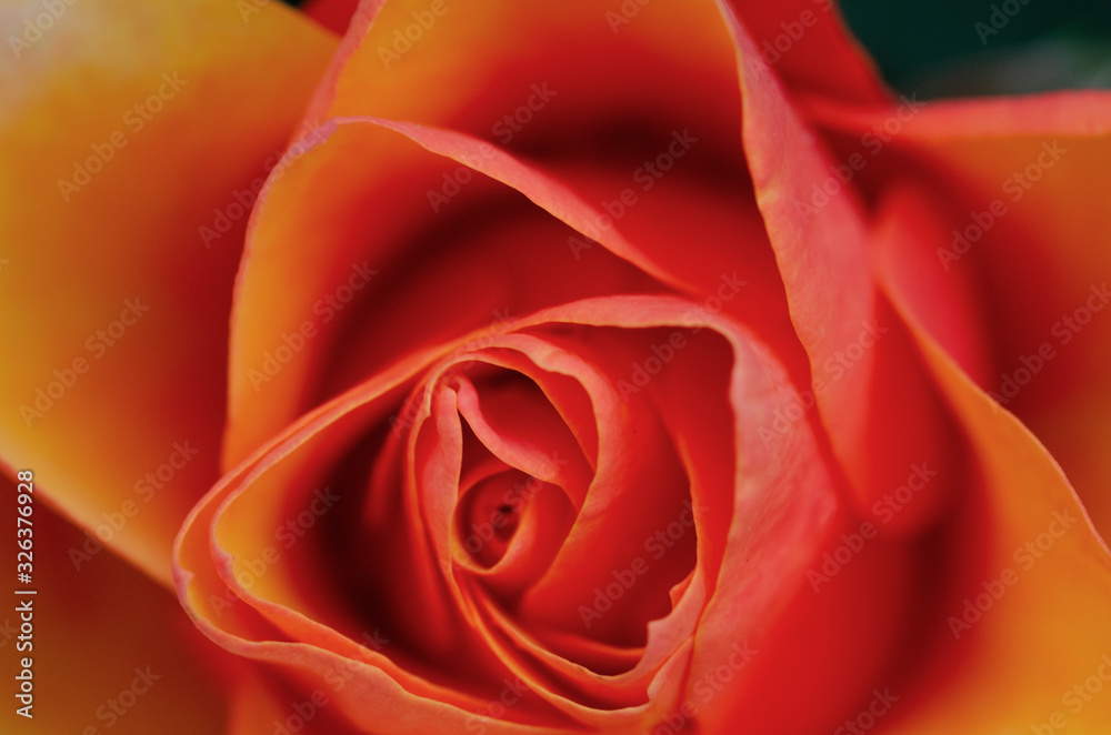 Blurred orange roses with blurred patterned backgrounds