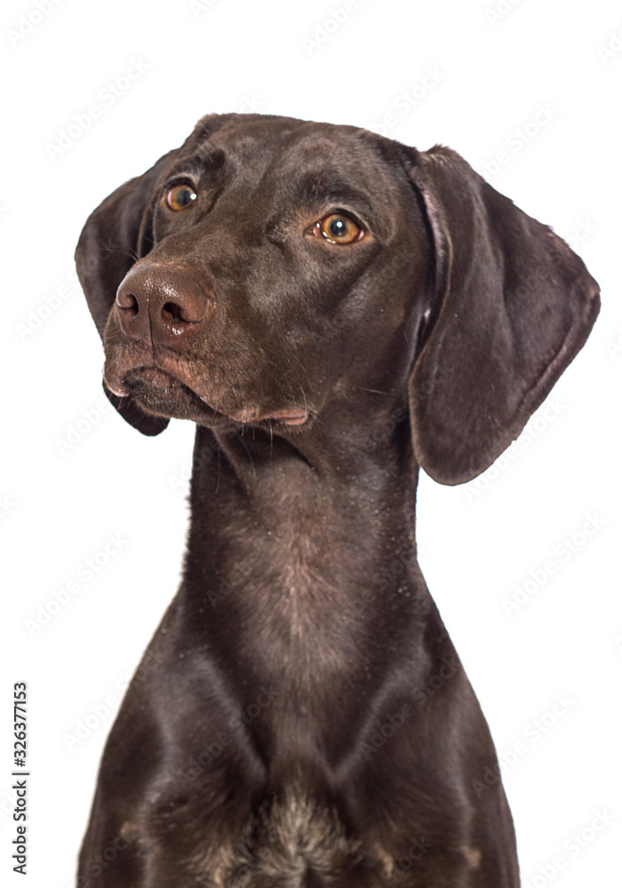 brown dog looks up on a white background