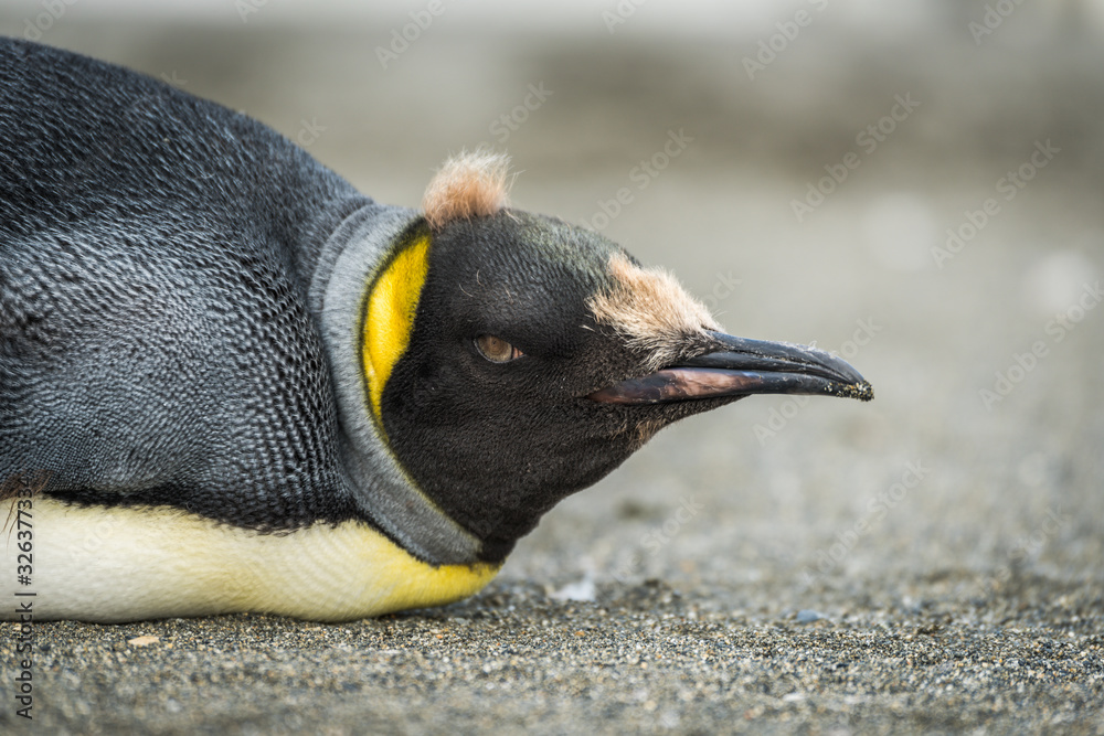 Naklejka premium Close-up of king penguin prone on beach
