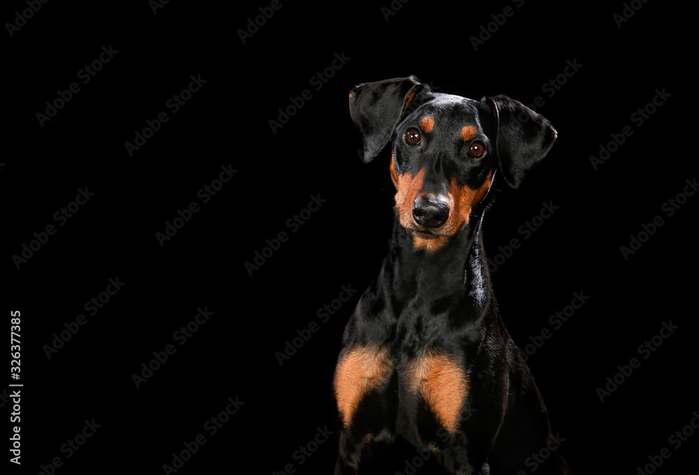 Portrait of dog on a wooden plank before a black background Portrait of dog on a wooden plank before a black background