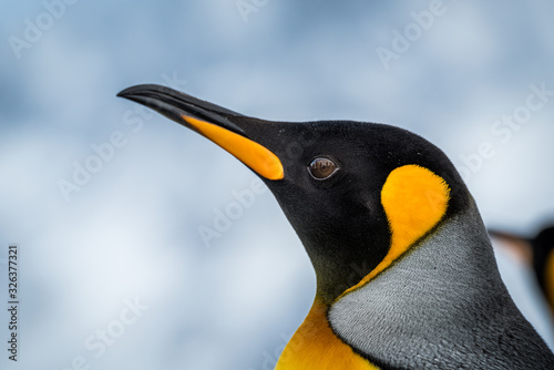 Photo Close-up of king penguin with another behind