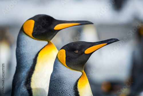 Close-up of two king penguins looking ahead