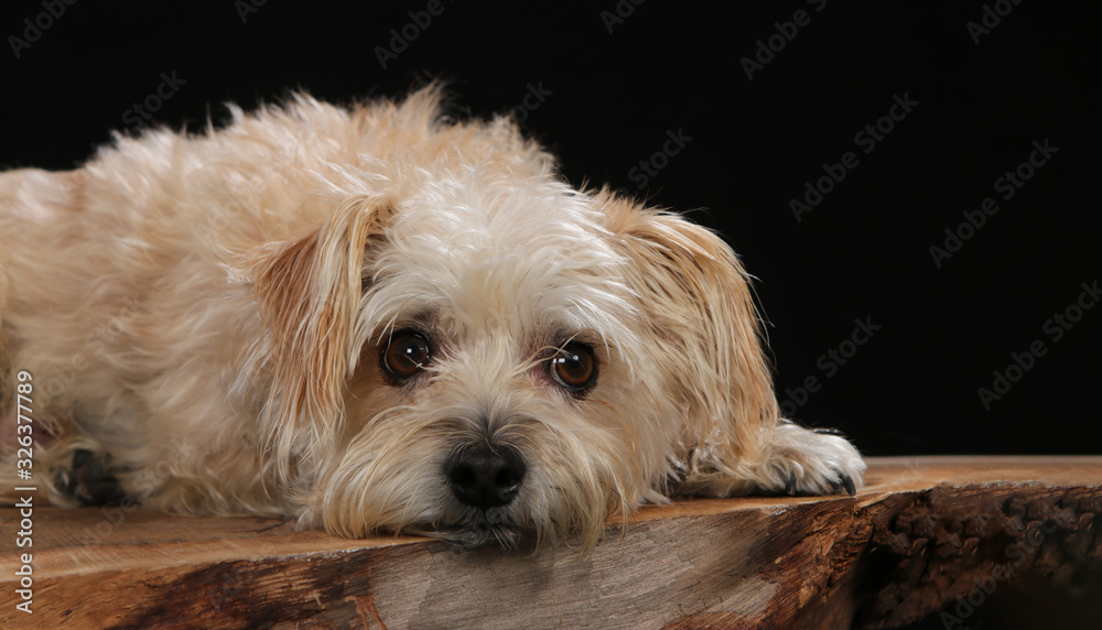 Terrier on a wooden plank before a black background Terrier on a wooden plank before a black background