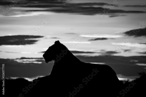 Mono lioness silhouette in profile at sunrise