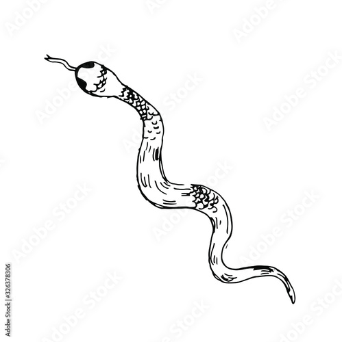 hand drawn doodle snake.Cartoon style animal, for logo, design, label, symbol. Reptile poison snakes and frogs or toad. Spiritual occultism and chemistry, magic tattoo sketch. Hand drawn,Vector