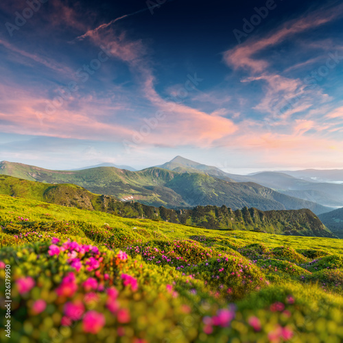 Fototapeta Naklejka Na Ścianę i Meble -  Rhododendron flowers covered mountains meadow in summer time. Purple sunrise light glowing on a foreground. Landscape photography