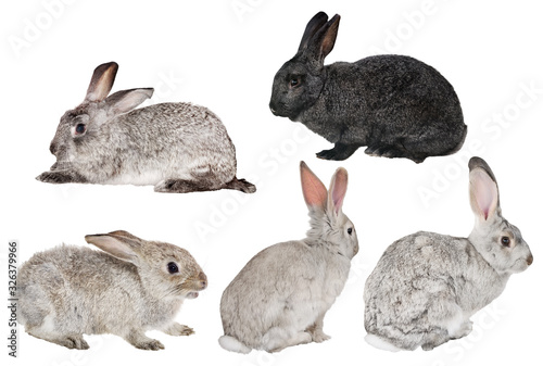 four white and one black rabbits