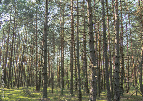 Fototapeta Naklejka Na Ścianę i Meble -  a spruce forest in northern Europe