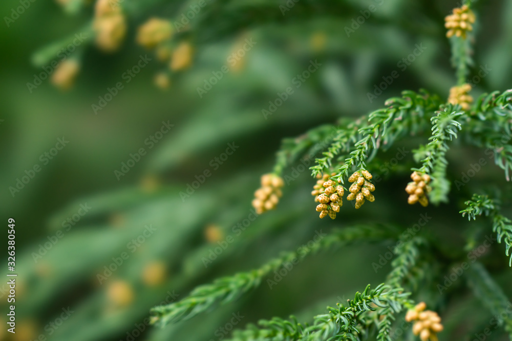 杉・花粉