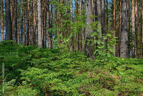 Juicy green forest grass and fresh leaves in the early summer in the forest.