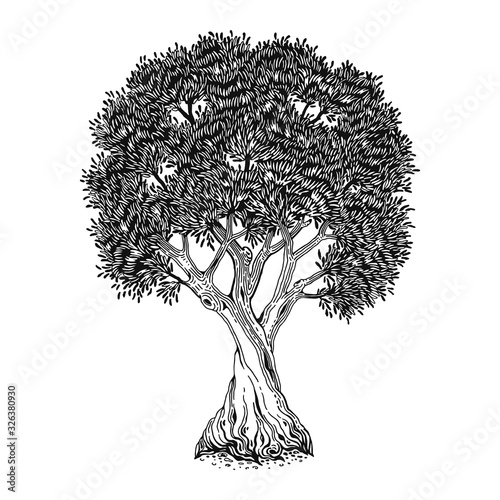 Olive tree, hand drawn vector illustration, symbol life and fertility. Isolated sketch, emblem environment, engraving on white background.