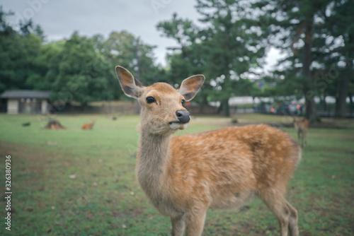 Wild deer in the park and Kasuga Shrine in Nara, Japan