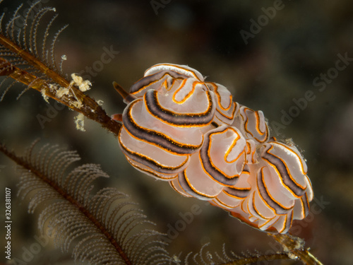 white doto nudibranch underwater in indonesia