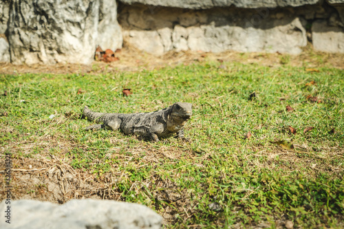 El Ray  Mayan Ruin in Cancun  Mexico