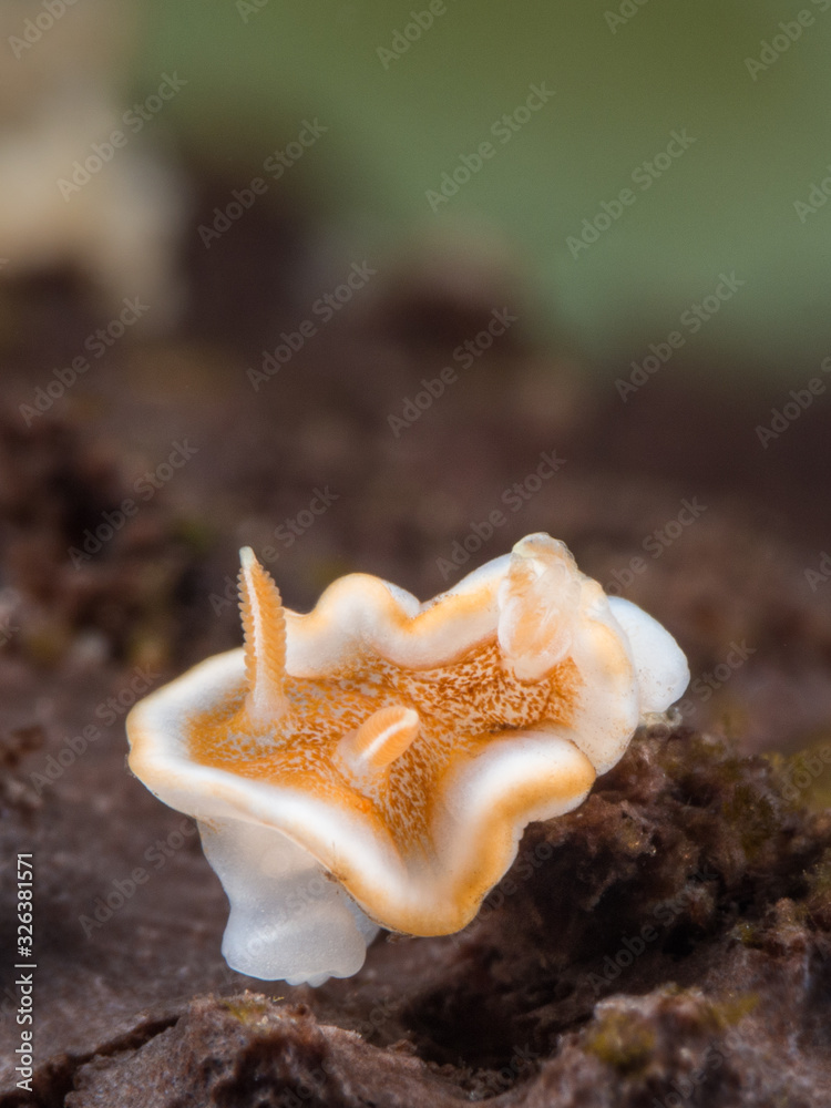 brown white nudibranch on black sponge underwater in indonesia brown white nudibranch on black sponge underwater in indonesia