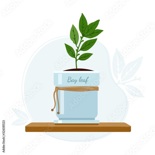 Laurus nobilis, bay tree or laurel aromatic evergreen tree as a part of kitchen windowsill herbs.