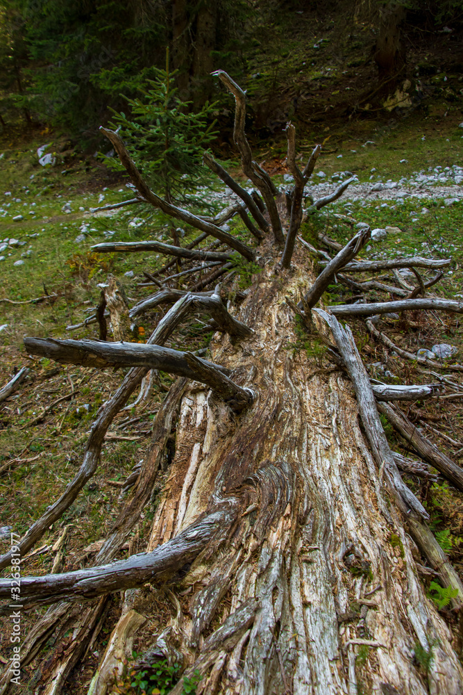 Fototapeta premium Sharp branches of dead tree in Bohinj forest