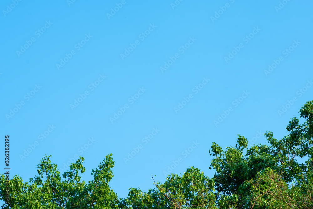 Sky and tree in sunny day