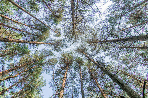 a spruce forest in northern Europe