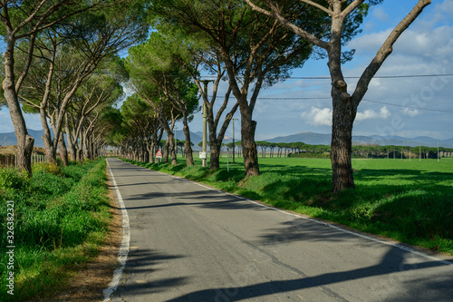 Pine tree alley around the trees