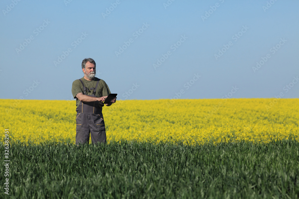 Farmer or agronomist inspecting quality of wheat in early spring using tablet with canola field in background, agriculture