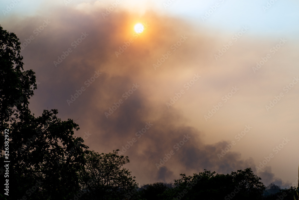 Smoke from a forest fire rises through the trees And Sunlight filters through the haze.