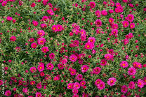 Bunte Pflanzen mit Blüten im Garten, Blumenbeet