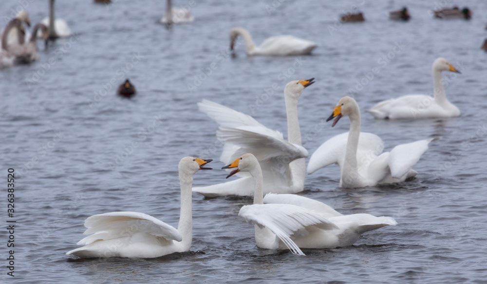 A flock of Whooper swan and ducks wintering on the thermal lake Svetloe (Lebedinoe), Altai Territory, Russia A flock of Whooper swan and ducks wintering on the thermal lake Svetloe (Lebedinoe), Altai Territory, Russia