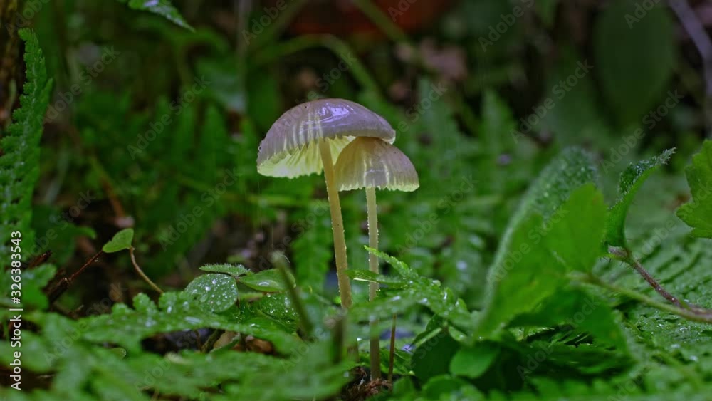 Close-up of tiny mushrooms on green grass growing under the rain Close-up of tiny mushrooms on green grass growing under the rain