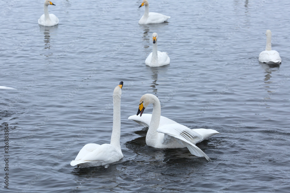 Fototapeta premium A flock of Whooper swan and ducks wintering on the thermal lake Svetloe (Lebedinoe), Altai Territory, Russia