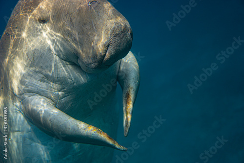Sea cow or (Dugong) swiming in sea.