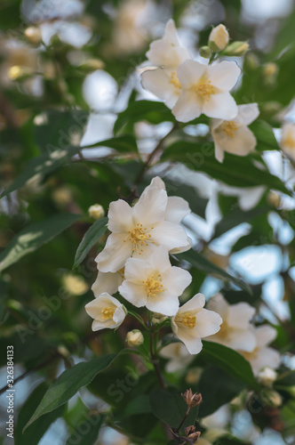 Philadelphus coronarius sweet mock-orange white flowers in bloom on shrub branches, flowering English dogwood ornamental plant