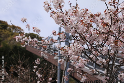 手結港可動橋とソメイヨシノ