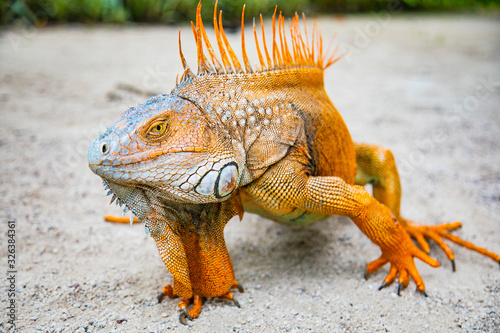 A large orange iguana living in Costa Rica. Soft focus   blur  selective focus. 