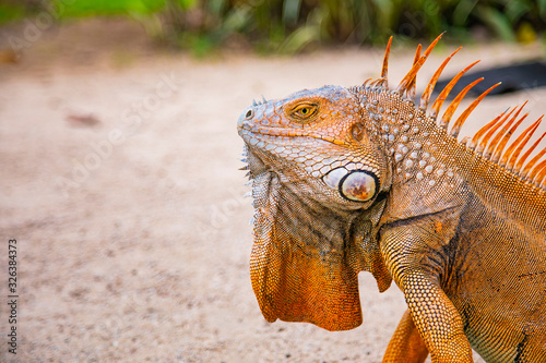 A large orange iguana living in Costa Rica. Soft focus   blur  selective focus. 