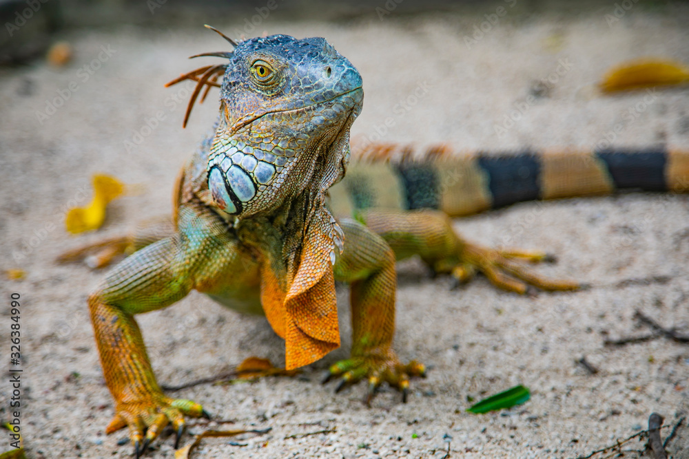 Obraz premium A large orange iguana living in Costa Rica. Soft focus, blur, selective focus. 