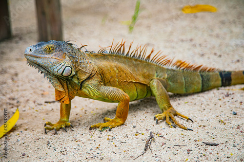 A large orange iguana living in Costa Rica. Soft focus   blur  selective focus. 