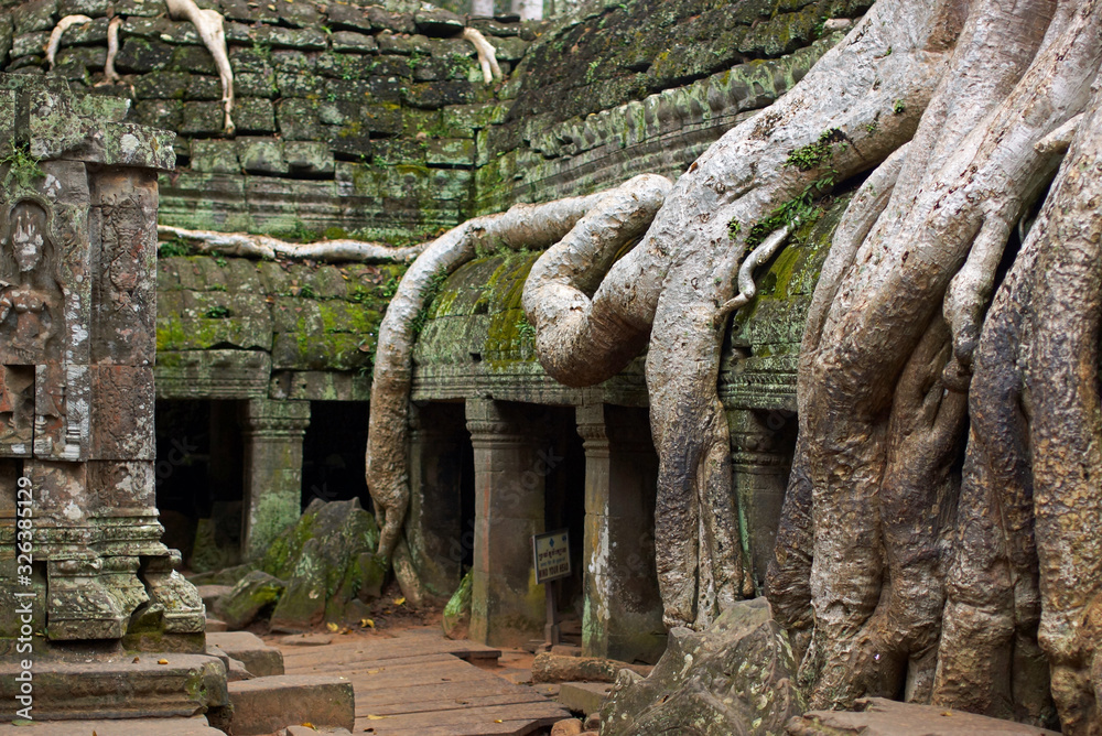 Fototapeta premium Magical view of Angkor Wat Ta Prohm temple overgrown with huge roots of trees, closeup, Angkor in Cambodia