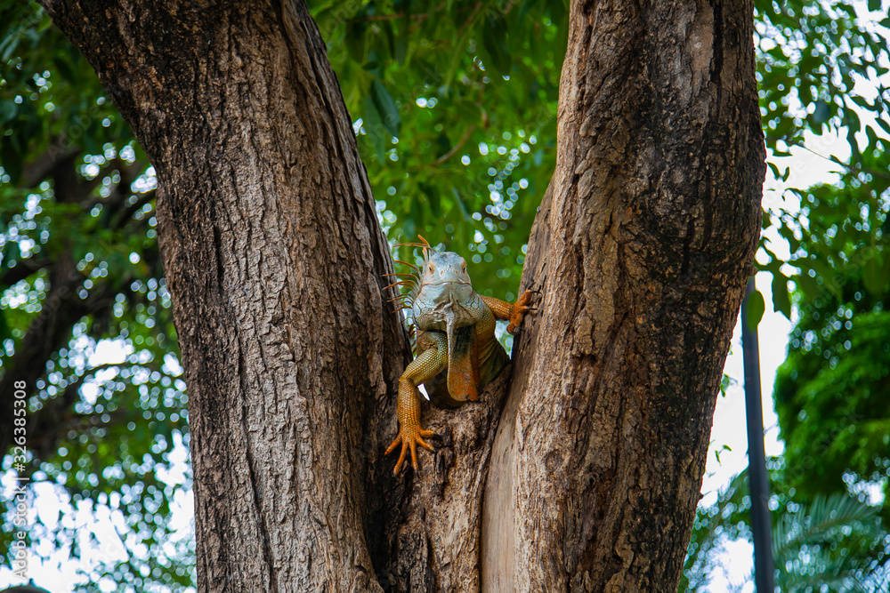 A large iguana sitting on a tree in Costa Rica. A large iguana sitting on a tree in Costa Rica.