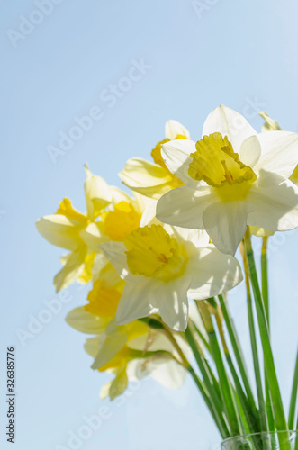 Fototapeta Naklejka Na Ścianę i Meble -  Bright vivid yellow daffodils flowers blooming on sunlit against sky