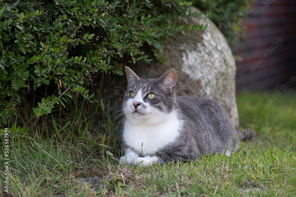 Hauskatze Hauskatze
