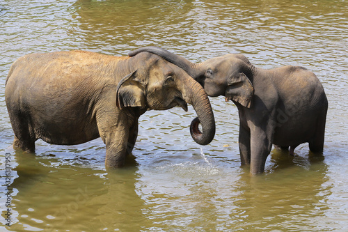 Photography Asian baby elephant hug mother with trunk, lowe