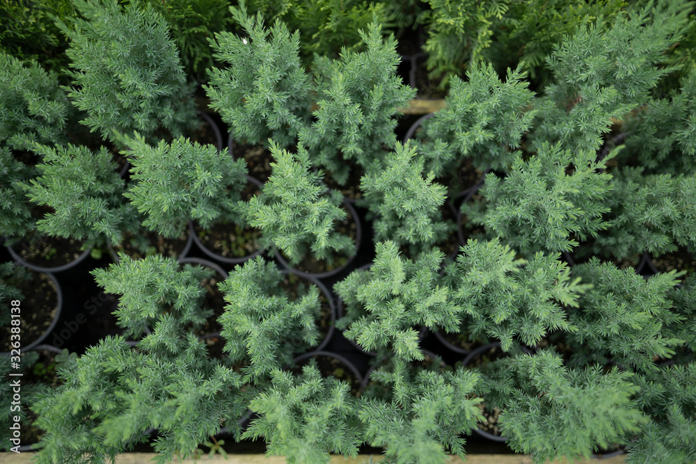 Little Christmas trees in pots in the nursery. Coniferous tree, which does not need to be thrown away, but can be planted in the ground. Coniferous branch for the holidays Little Christmas trees in pots in the nursery. Coniferous tree, which does not need to be thrown away, but can be planted in the ground. Coniferous branch for the holidays