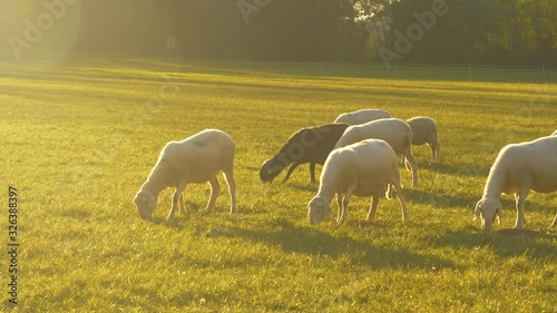 LENS FLARE, CLOSE UP: A flock of adorable white and black sheep wander around a pasture and eat grass on a sunny summer evening. Golden sunbeams shine on sheep grazing in the scenic countryside.